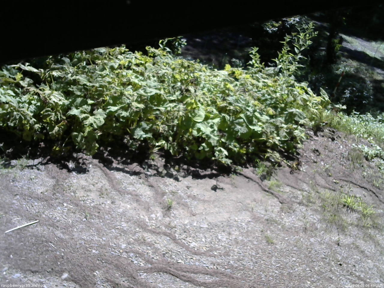 長野県菅平高原 ゆたか山荘 駐車場 2025/08/01 08:45