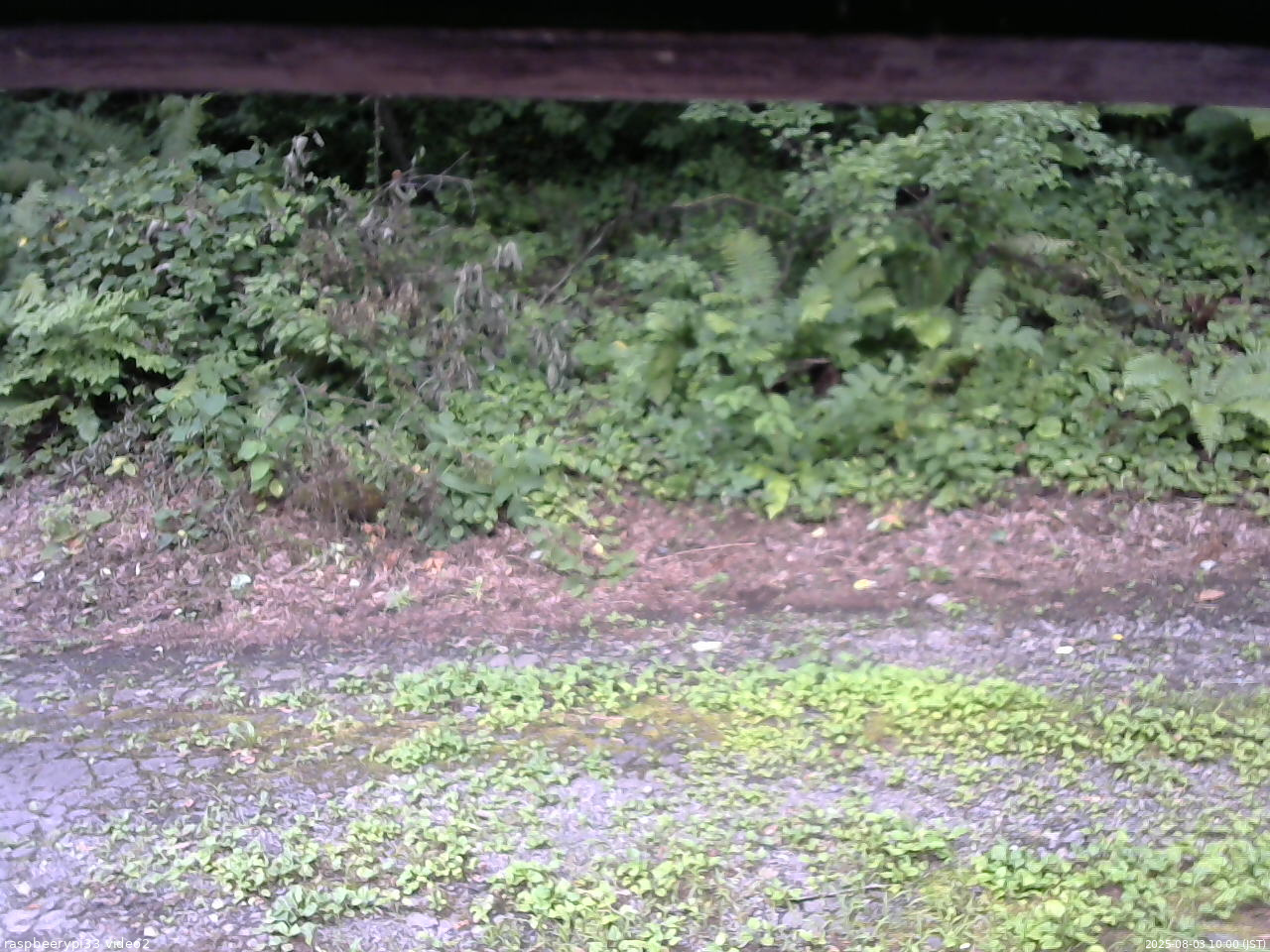 長野県菅平高原 ゆたか山荘 南側 2025/08/03 10:00
