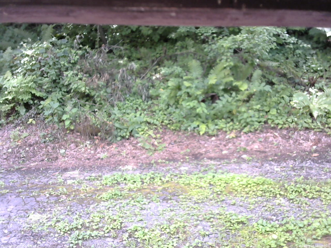 長野県菅平高原 ゆたか山荘 南側 2025/08/03 13:00