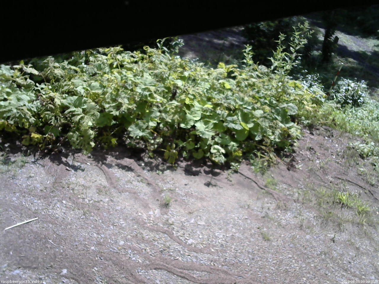 長野県菅平高原 ゆたか山荘 駐車場 2025/08/03 09:00