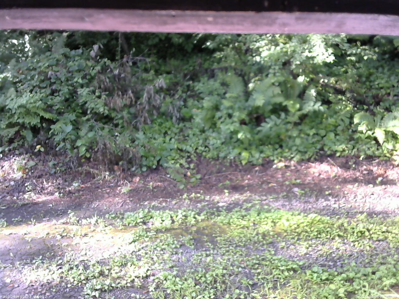 長野県菅平高原 ゆたか山荘 南側 2025/08/04 07:30