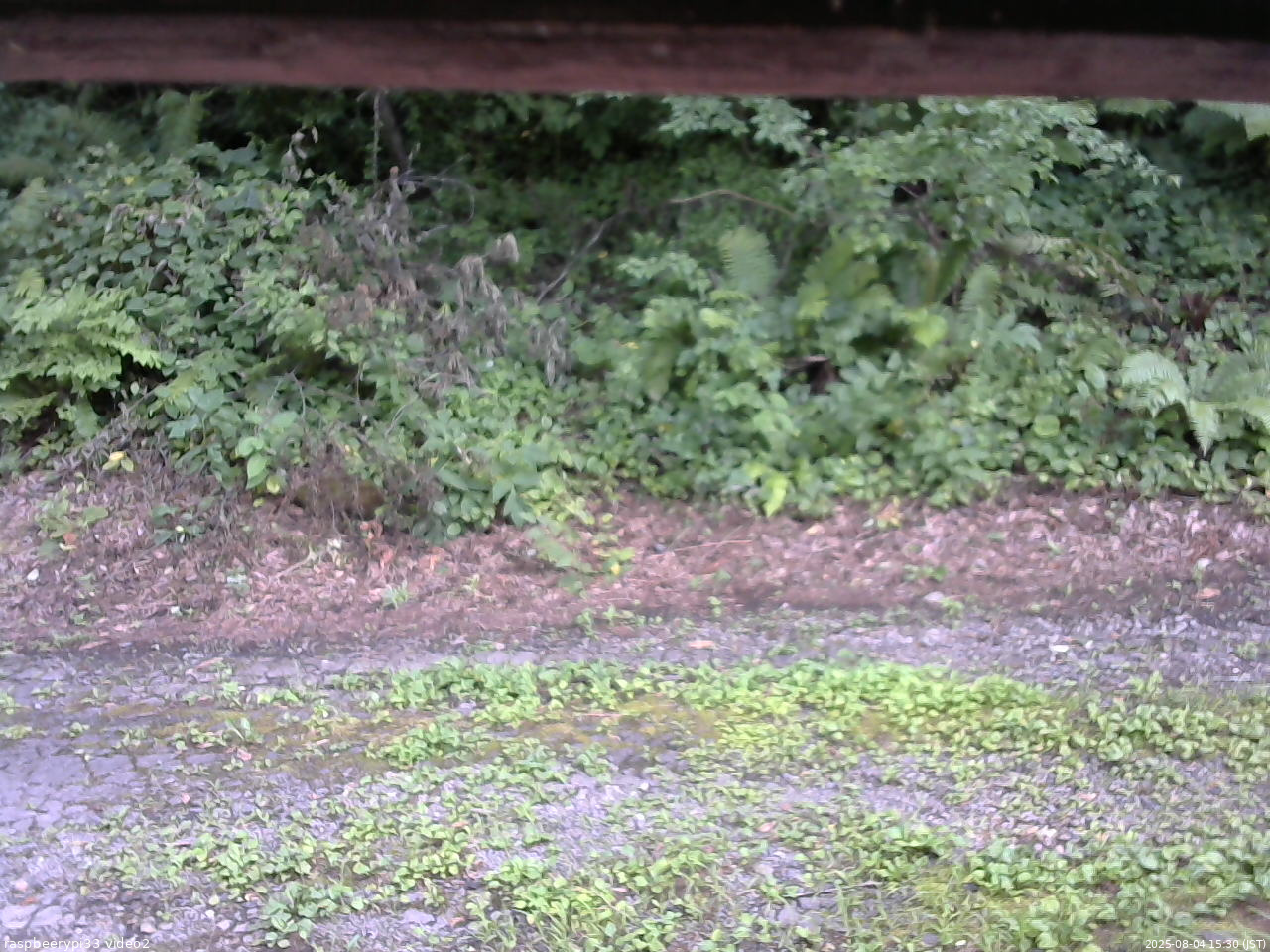 長野県菅平高原 ゆたか山荘 南側 2025/08/04 15:30