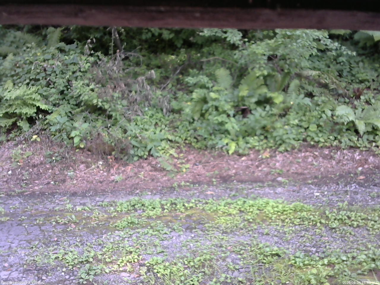 長野県菅平高原 ゆたか山荘 南側 2025/08/04 15:45