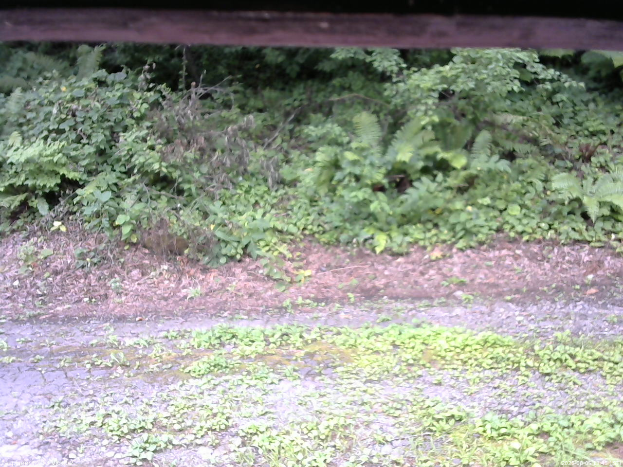 長野県菅平高原 ゆたか山荘 南側 2025/08/05 13:45