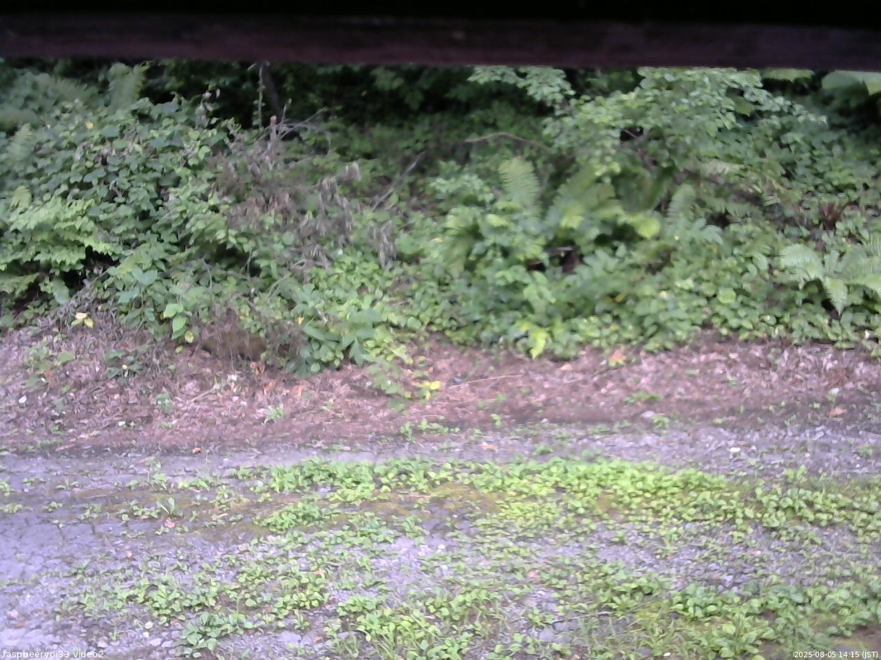 長野県菅平高原 ゆたか山荘 南側 2025/08/05 14:15