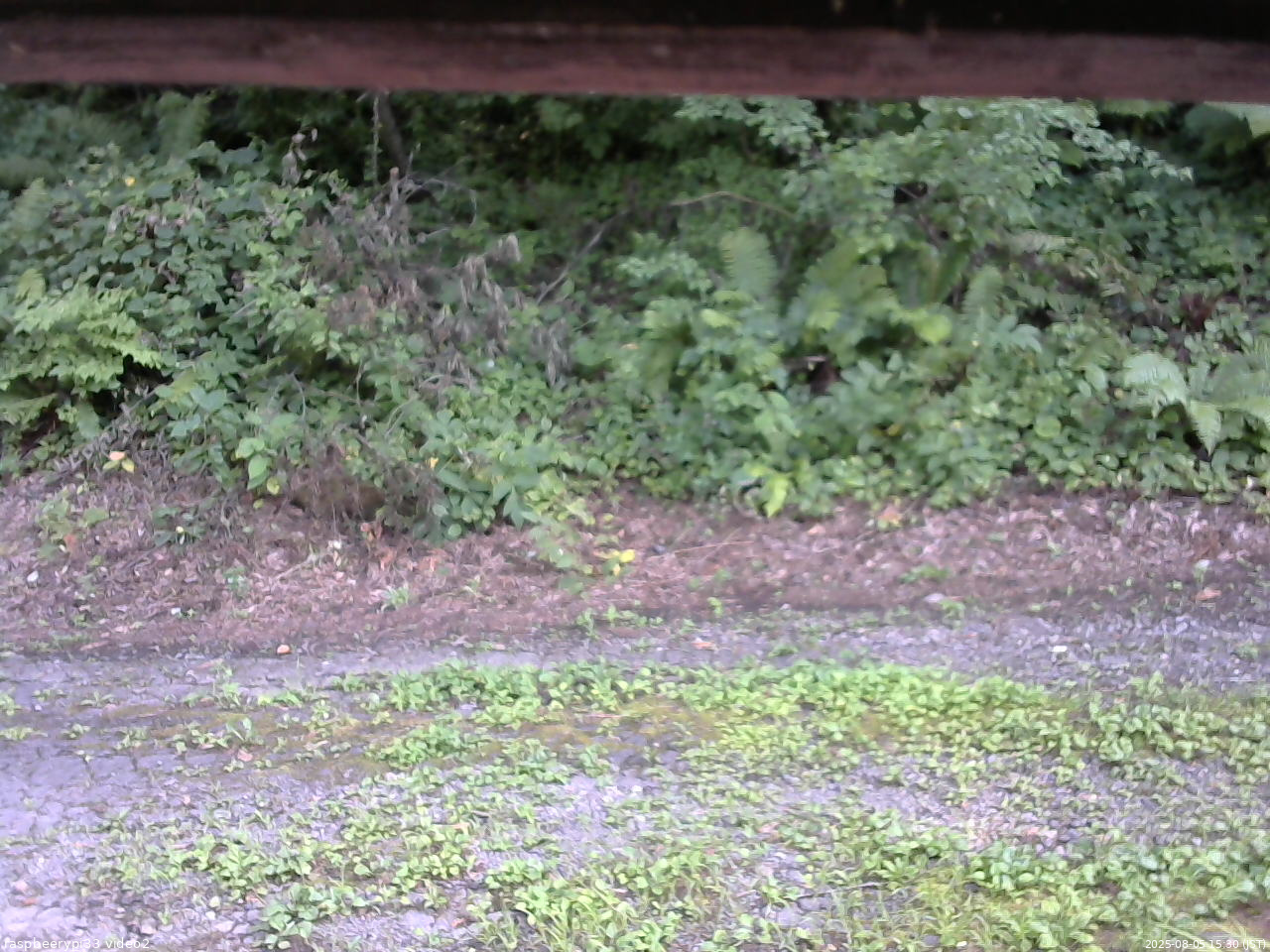 長野県菅平高原 ゆたか山荘 南側 2025/08/05 15:30