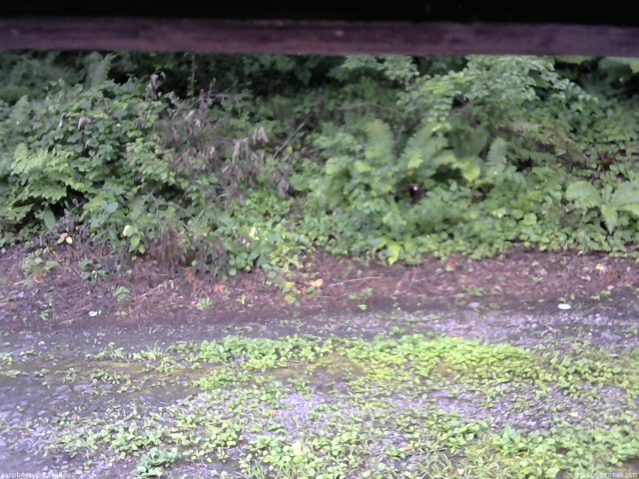 長野県菅平高原 ゆたか山荘 南側 2025/08/08 07:45