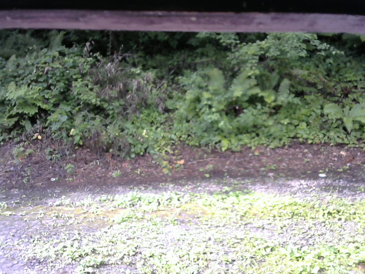 長野県菅平高原 ゆたか山荘 南側 2025/08/08 08:00