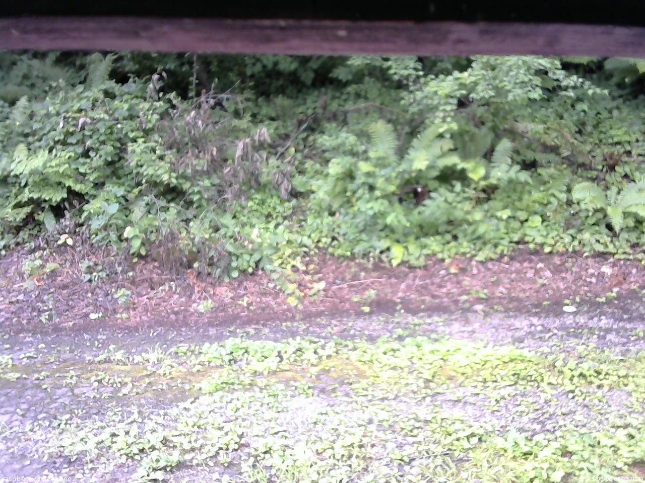 長野県菅平高原 ゆたか山荘 南側 2025/08/08 08:15