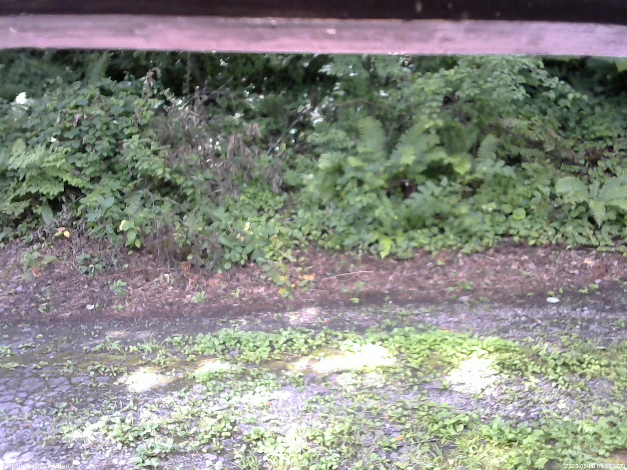 長野県菅平高原 ゆたか山荘 南側 2025/08/08 09:15
