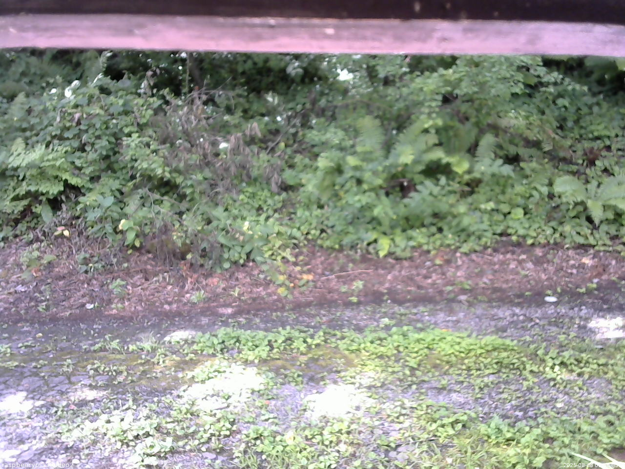 長野県菅平高原 ゆたか山荘 南側 2025/08/08 09:30