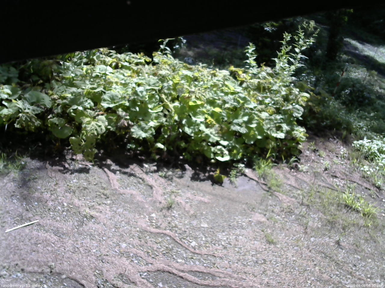 長野県菅平高原 ゆたか山荘 駐車場 2025/08/08 08:30