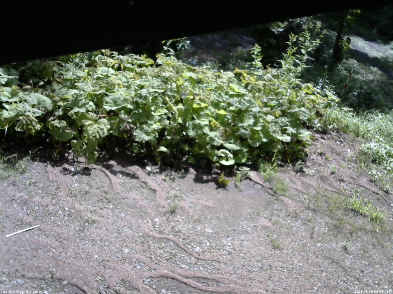 長野県菅平高原 ゆたか山荘 駐車場 2025/08/08 08:45