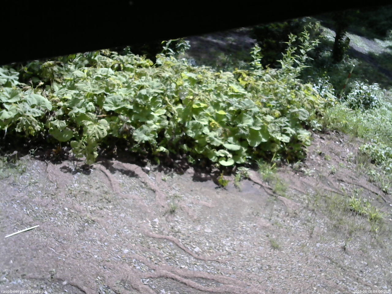 長野県菅平高原 ゆたか山荘 駐車場 2025/08/08 09:00