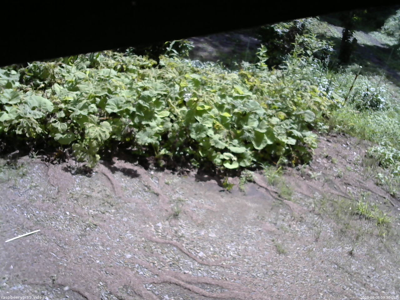 長野県菅平高原 ゆたか山荘 駐車場 2025/08/08 09:30