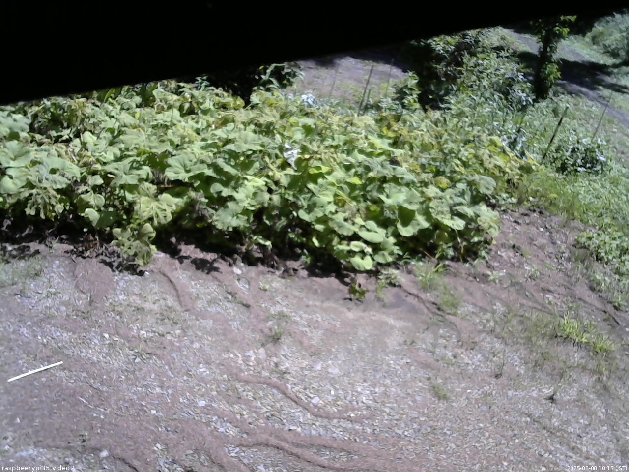 長野県菅平高原 ゆたか山荘 駐車場 2025/08/08 10:15