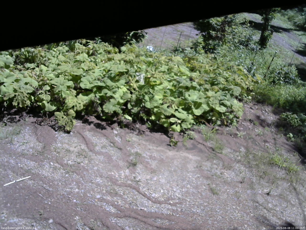 長野県菅平高原 ゆたか山荘 駐車場 2025/08/08 11:00