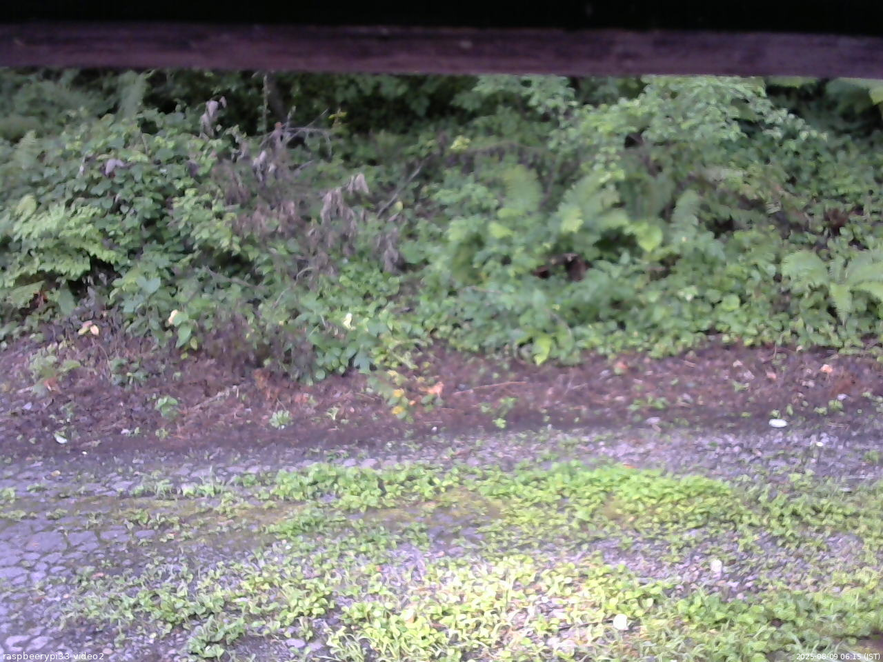 長野県菅平高原 ゆたか山荘 南側 2025/08/09 06:15
