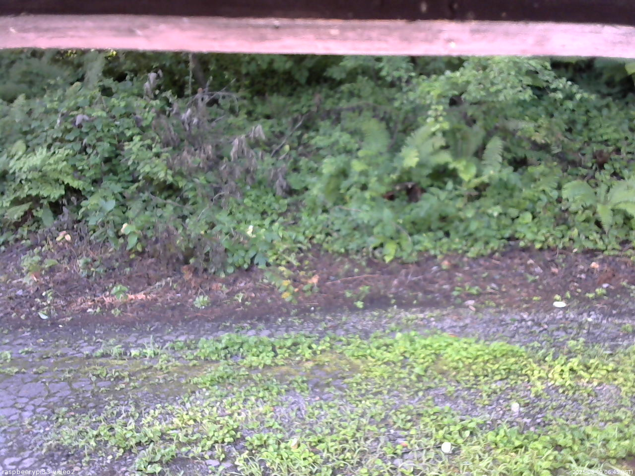 長野県菅平高原 ゆたか山荘 南側 2025/08/09 06:45