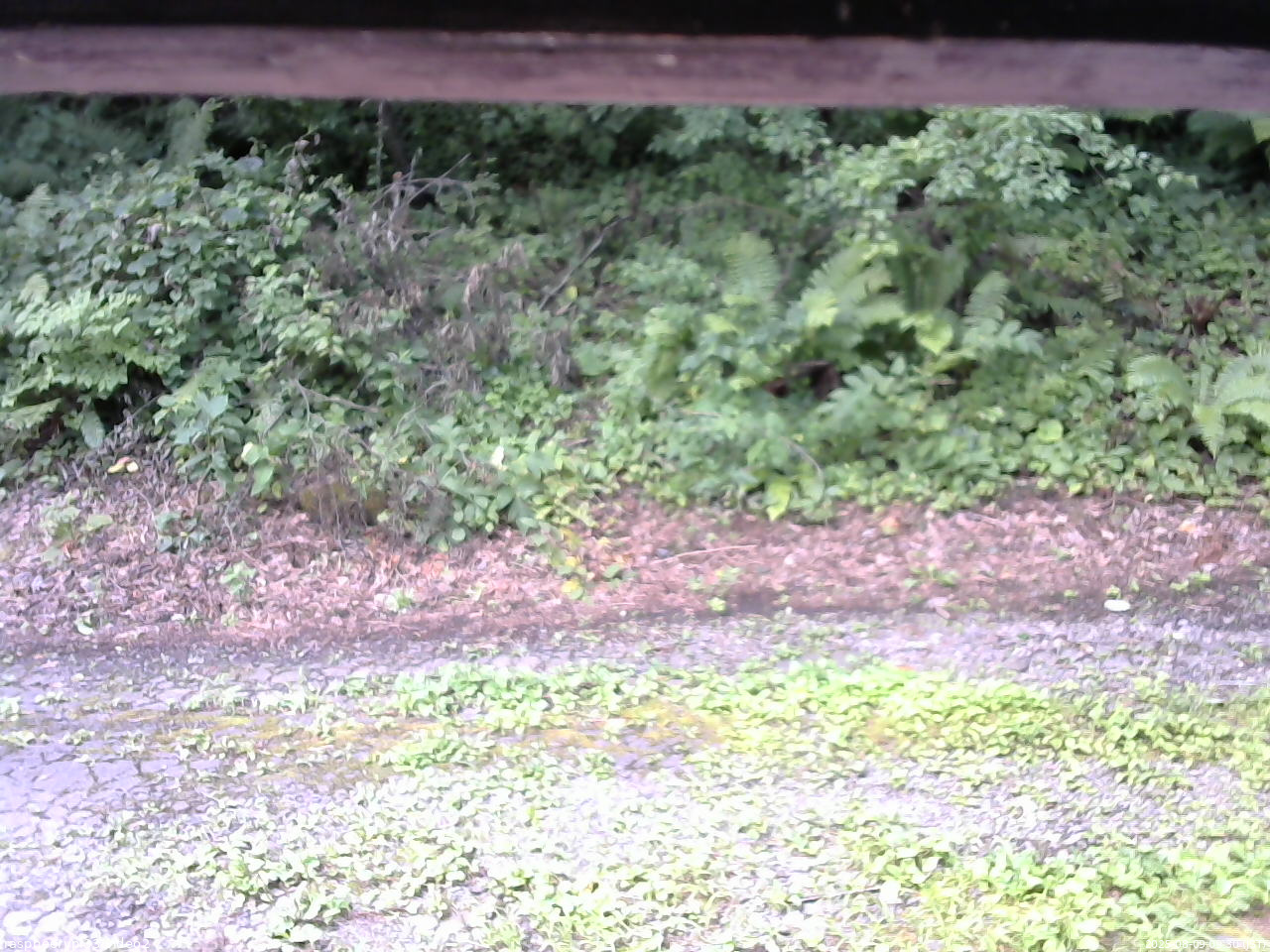 長野県菅平高原 ゆたか山荘 南側 2025/08/09 09:30