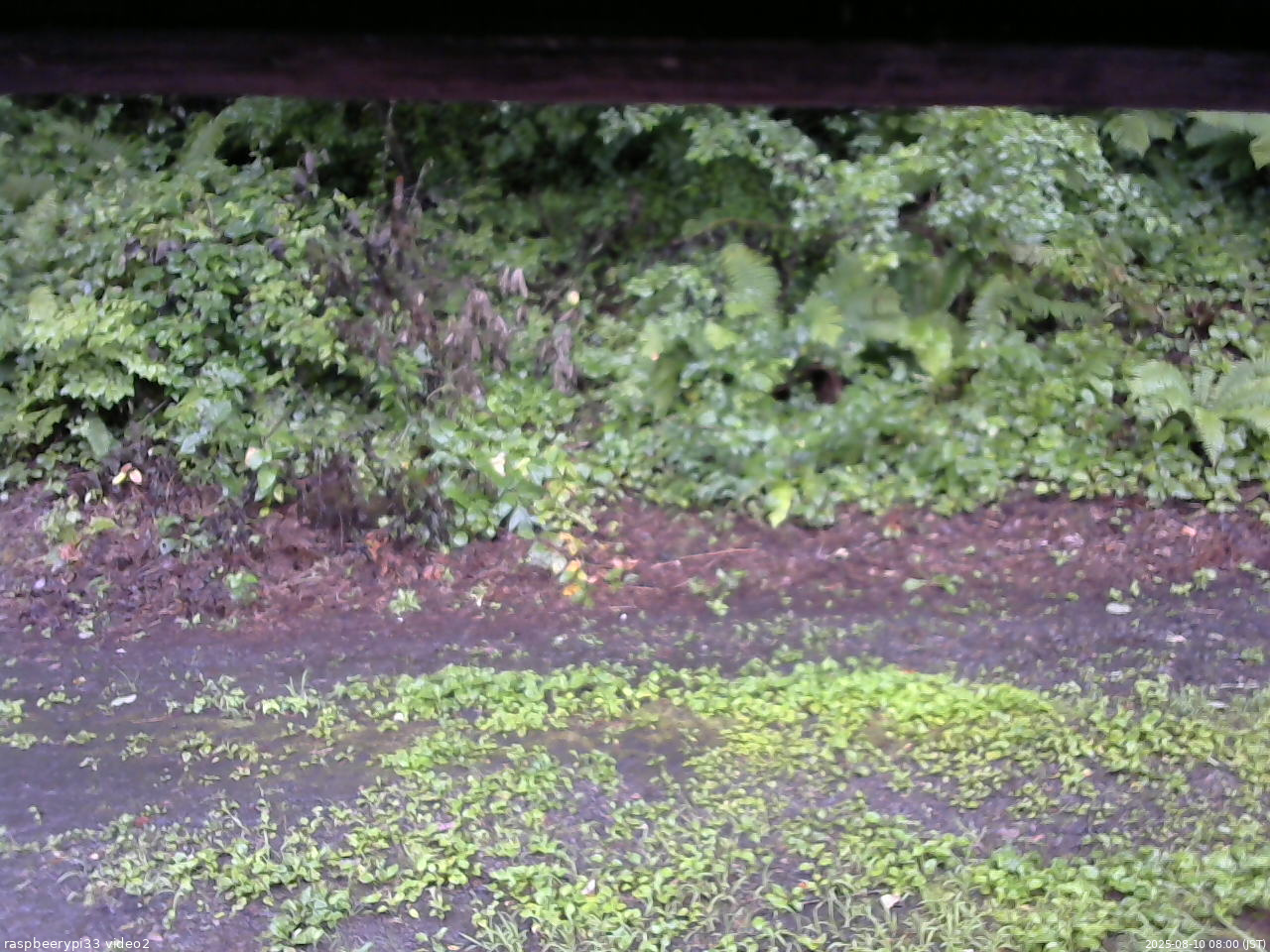 長野県菅平高原 ゆたか山荘 南側 2025/08/10 08:00