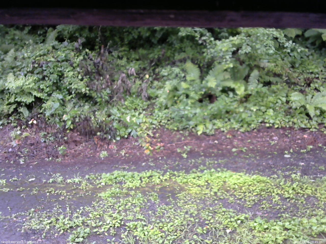長野県菅平高原 ゆたか山荘 南側 2025/08/10 08:45