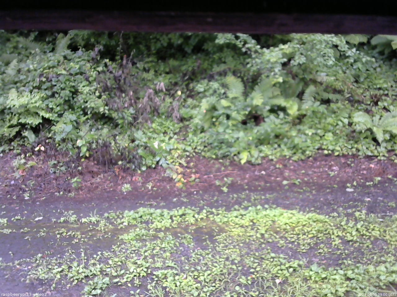 長野県菅平高原 ゆたか山荘 南側 2025/08/10 09:00
