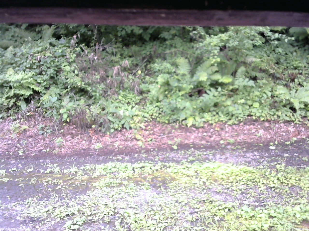 長野県菅平高原 ゆたか山荘 南側 2025/08/10 12:00