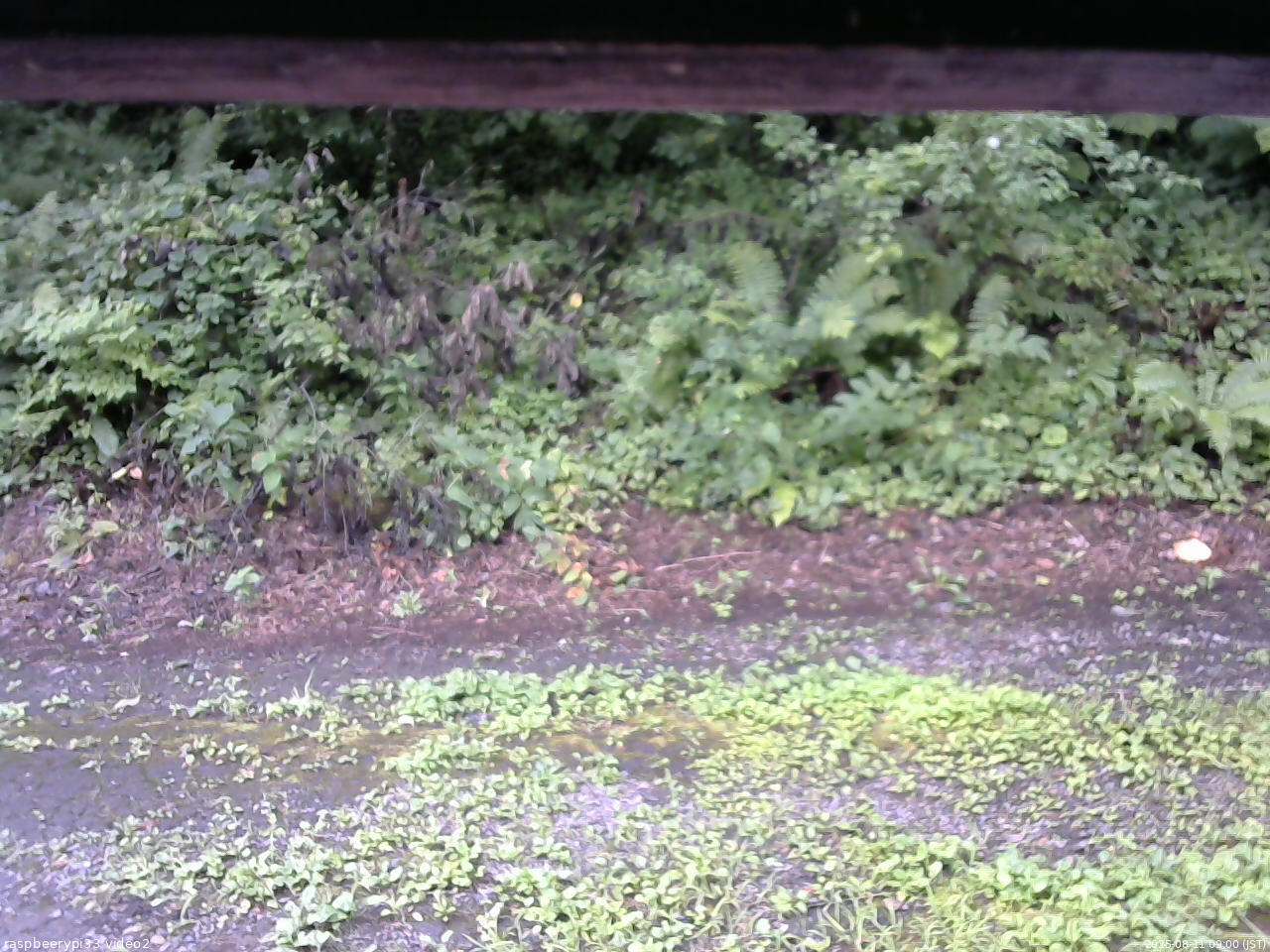 長野県菅平高原 ゆたか山荘 南側 2025/08/11 09:00