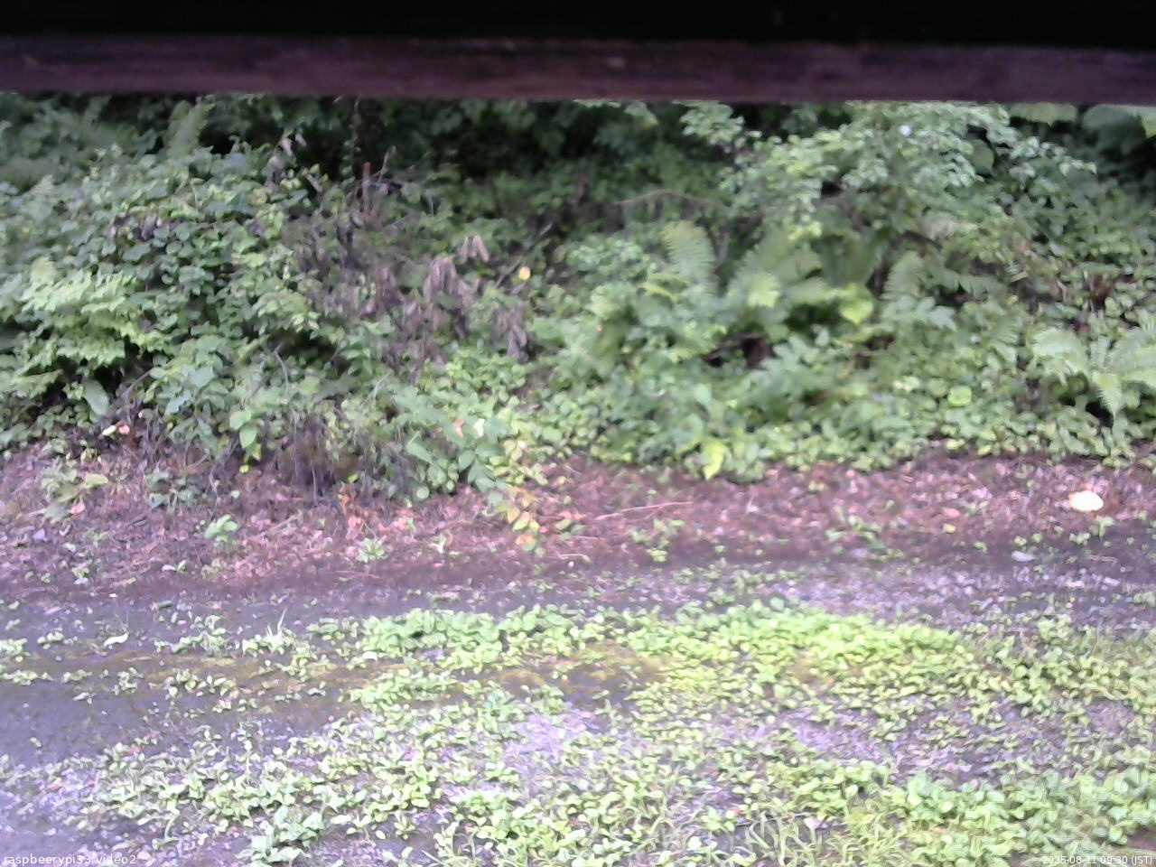 長野県菅平高原 ゆたか山荘 南側 2025/08/11 09:30
