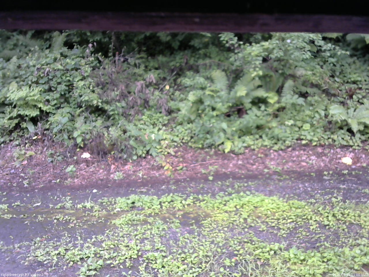 長野県菅平高原 ゆたか山荘 南側 2025/08/11 11:00
