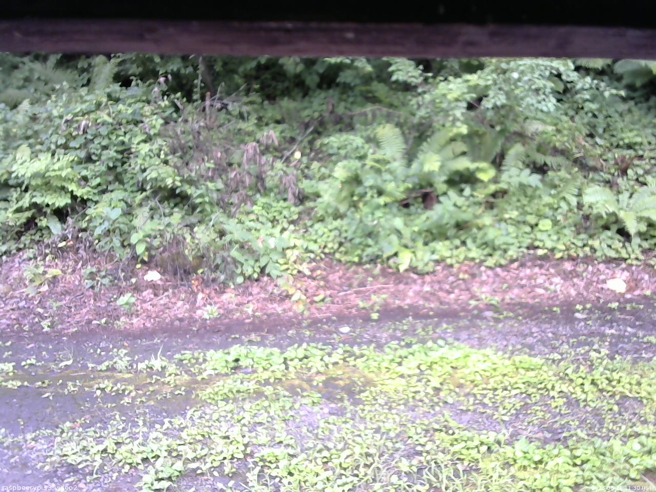 長野県菅平高原 ゆたか山荘 南側 2025/08/11 11:30