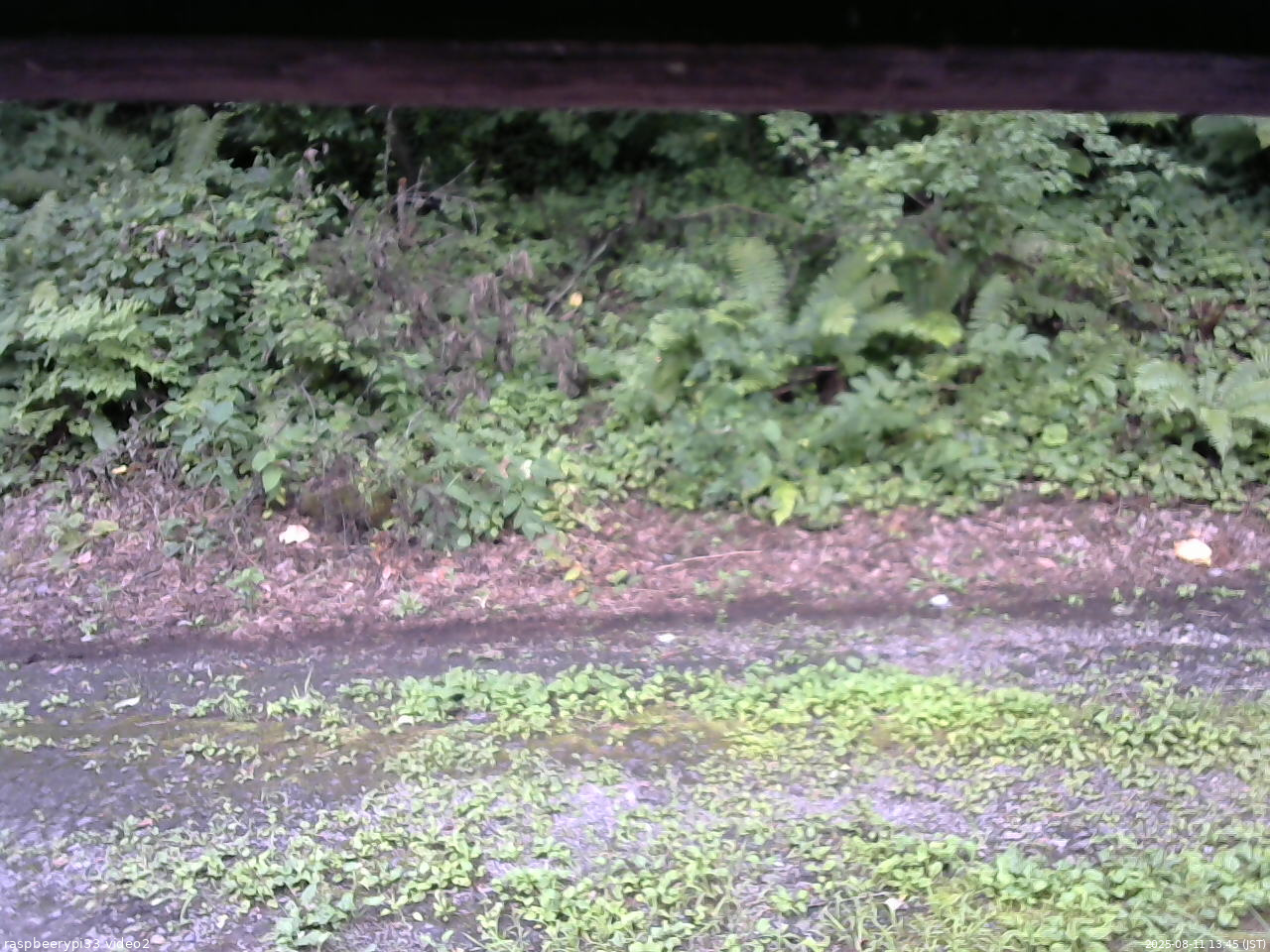 長野県菅平高原 ゆたか山荘 南側 2025/08/11 13:45