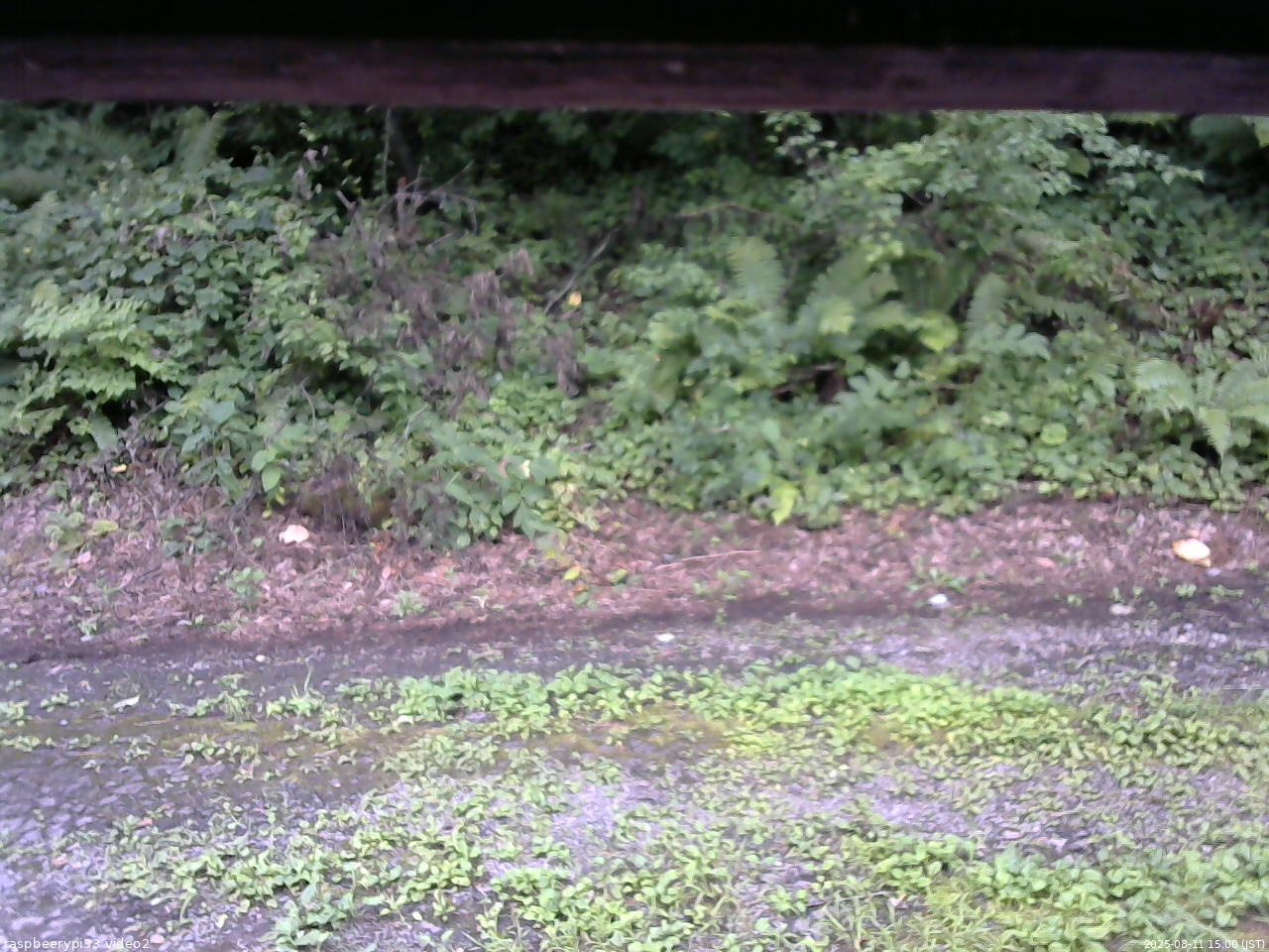 長野県菅平高原 ゆたか山荘 南側 2025/08/11 15:00