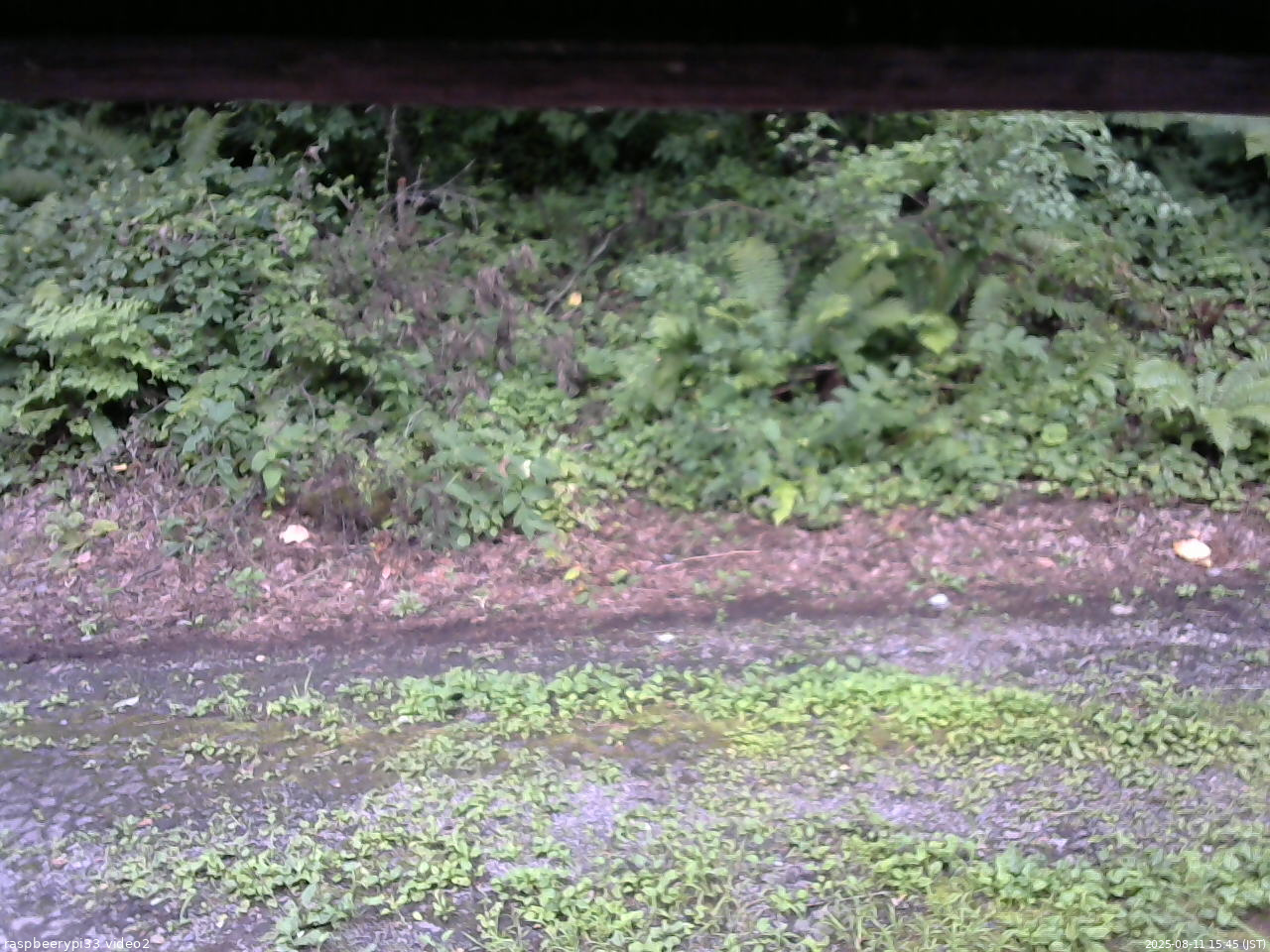 長野県菅平高原 ゆたか山荘 南側 2025/08/11 15:45