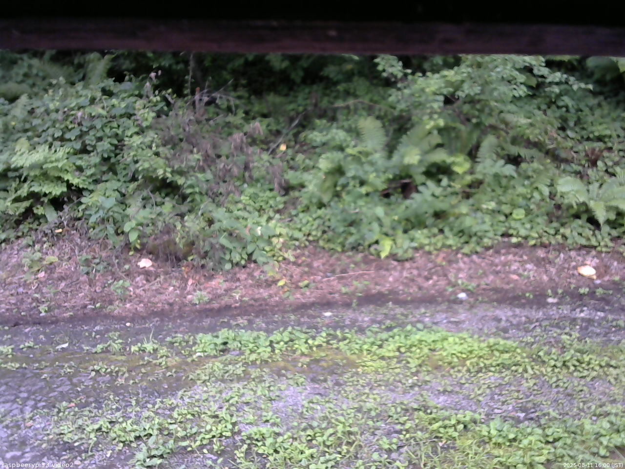 長野県菅平高原 ゆたか山荘 南側 2025/08/11 16:00