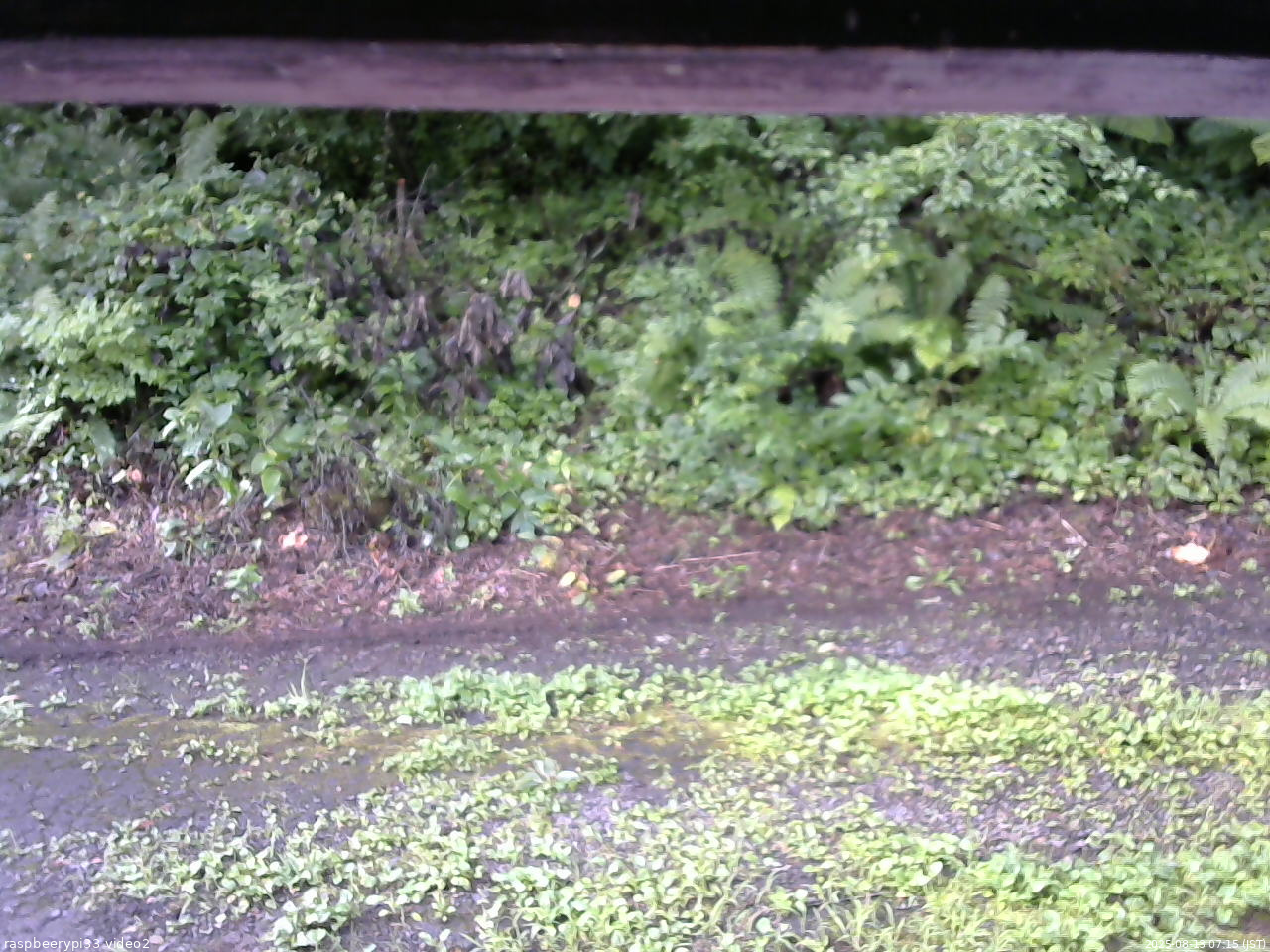 長野県菅平高原 ゆたか山荘 南側 2025/08/13 07:15