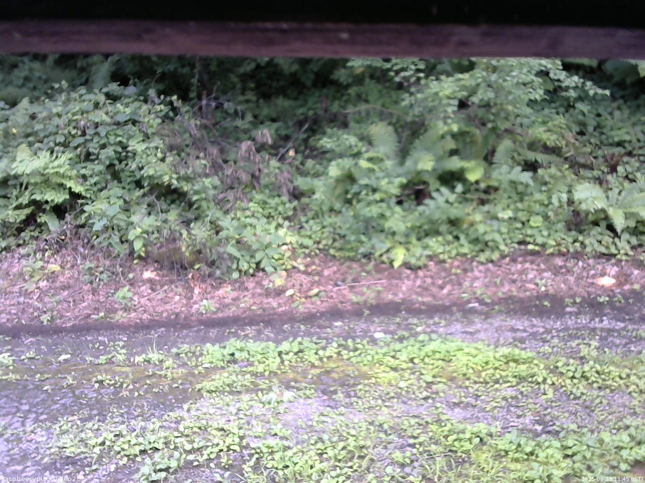 長野県菅平高原 ゆたか山荘 南側 2025/08/13 11:45