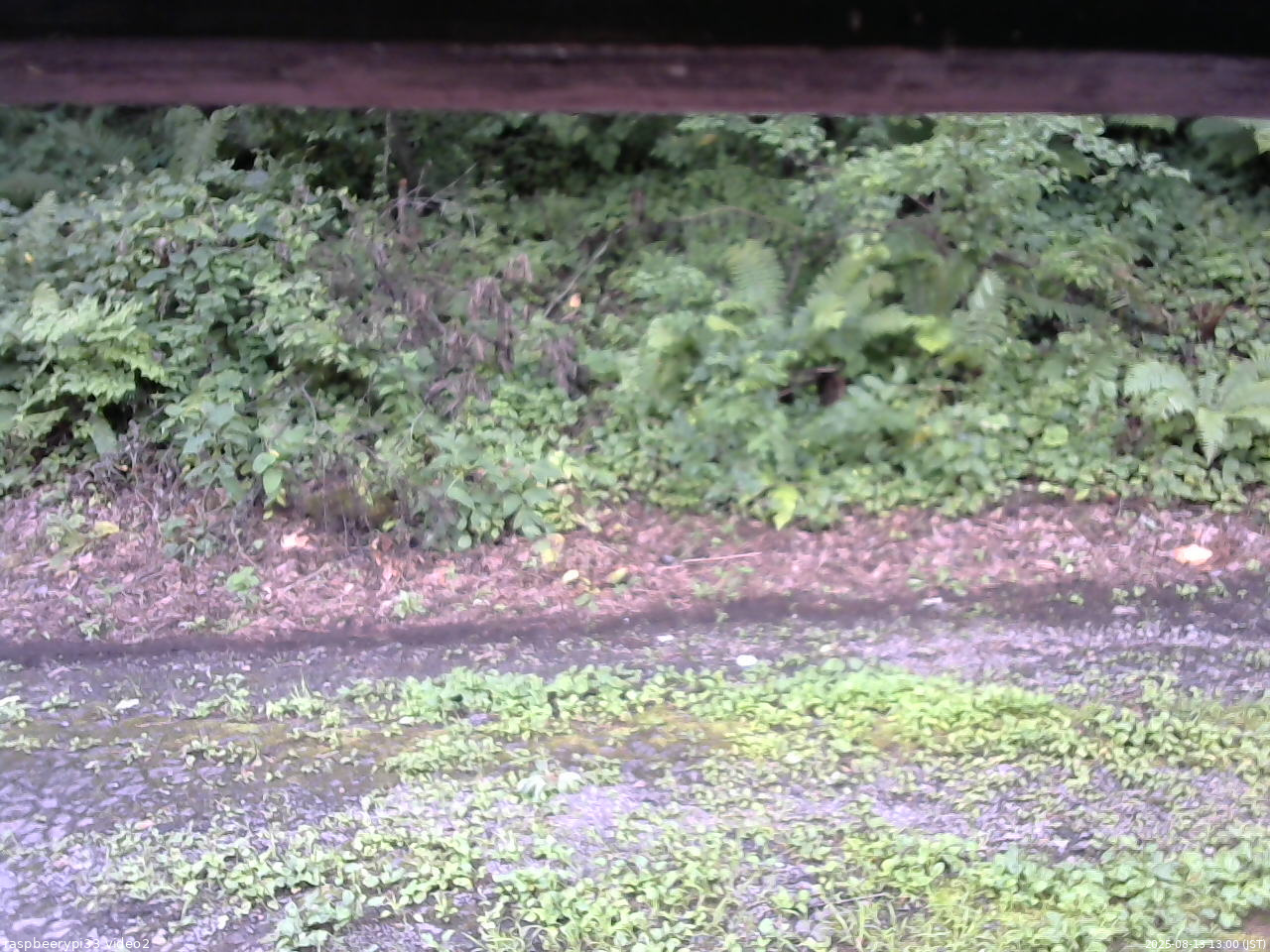 長野県菅平高原 ゆたか山荘 南側 2025/08/13 13:00