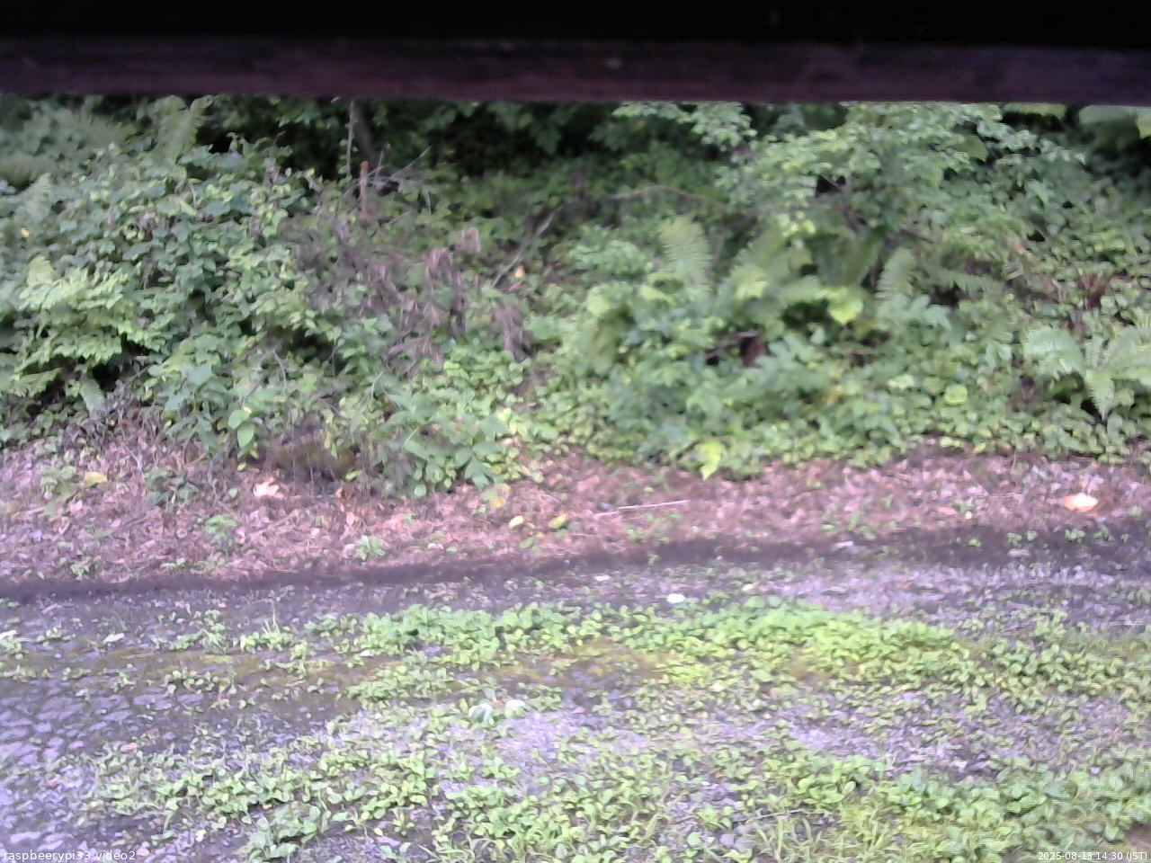 長野県菅平高原 ゆたか山荘 南側 2025/08/13 14:30