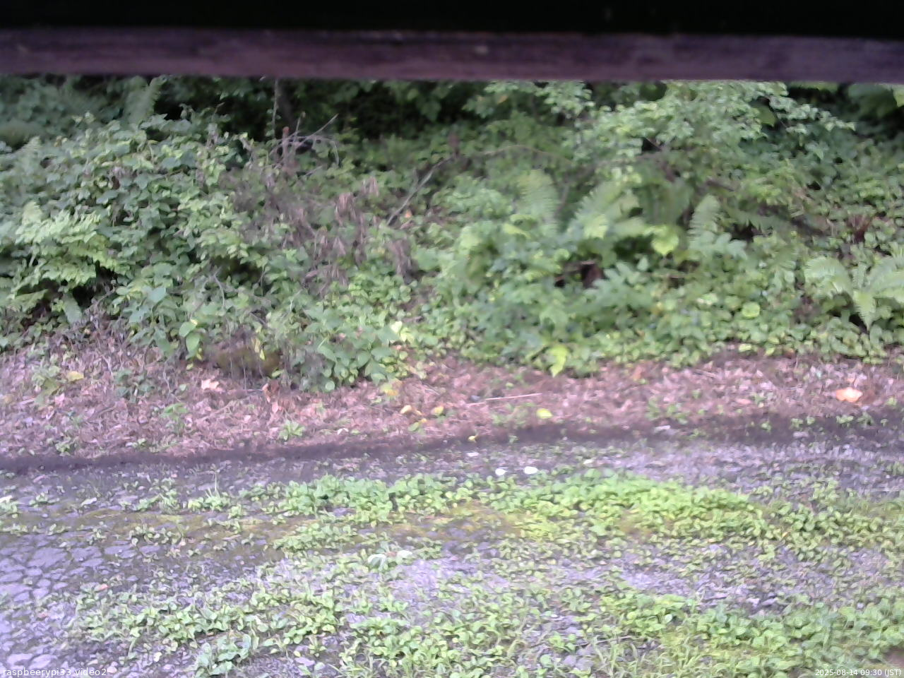 長野県菅平高原 ゆたか山荘 南側 2025/08/14 09:30