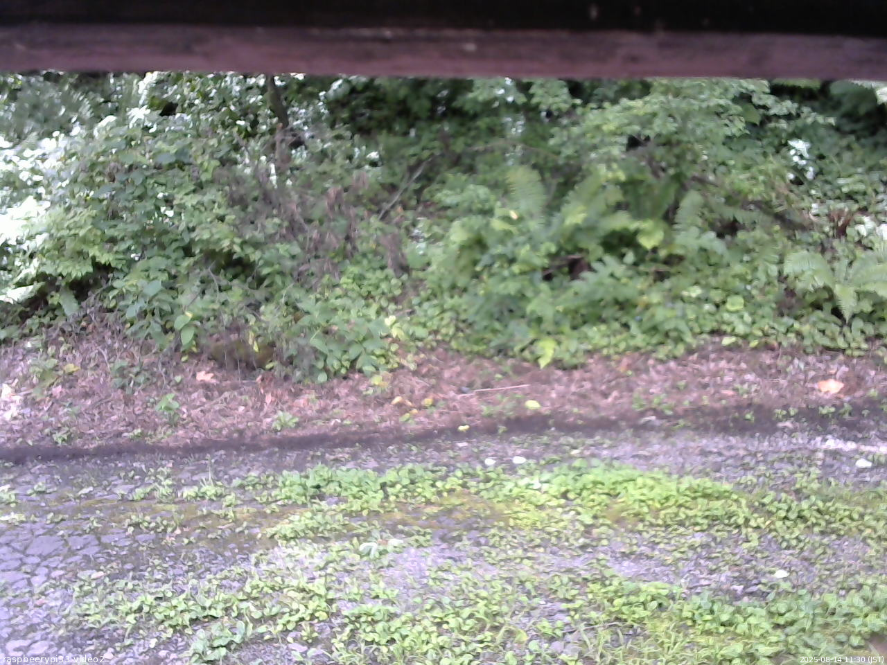 長野県菅平高原 ゆたか山荘 南側 2025/08/14 11:30