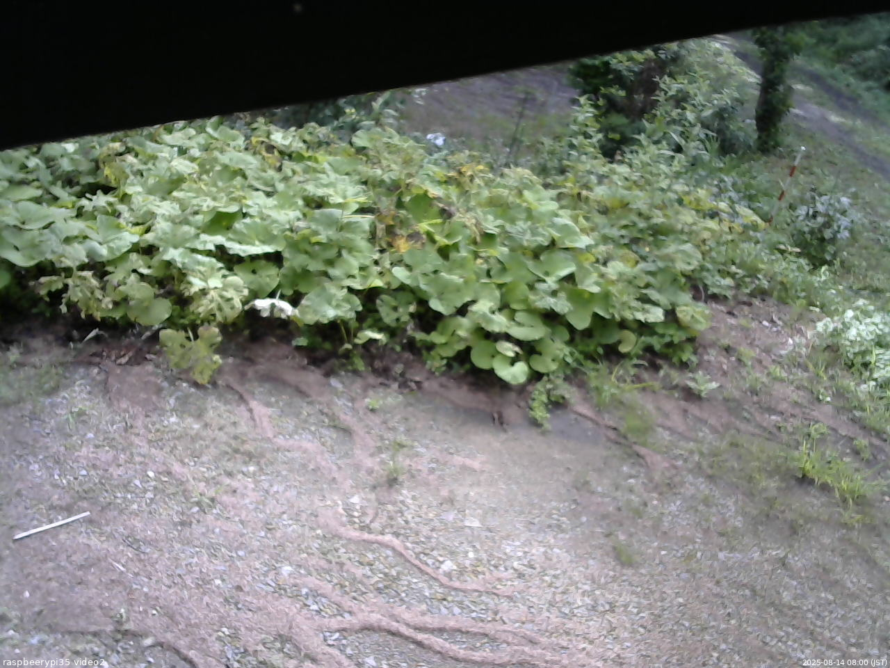 長野県菅平高原 ゆたか山荘 駐車場 2025/08/14 08:00