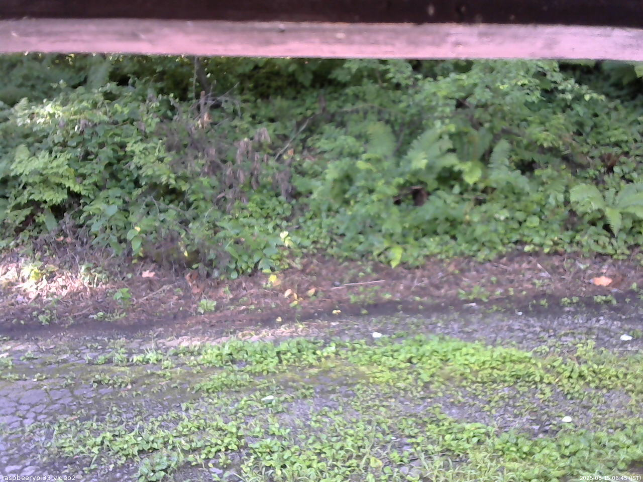 長野県菅平高原 ゆたか山荘 南側 2025/08/15 06:45