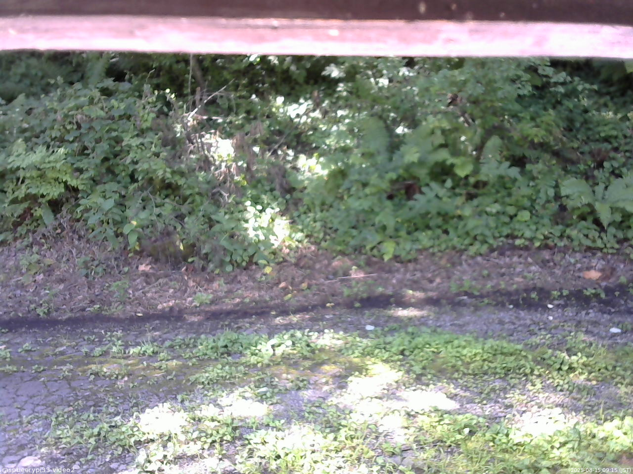 長野県菅平高原 ゆたか山荘 南側 2025/08/15 09:15