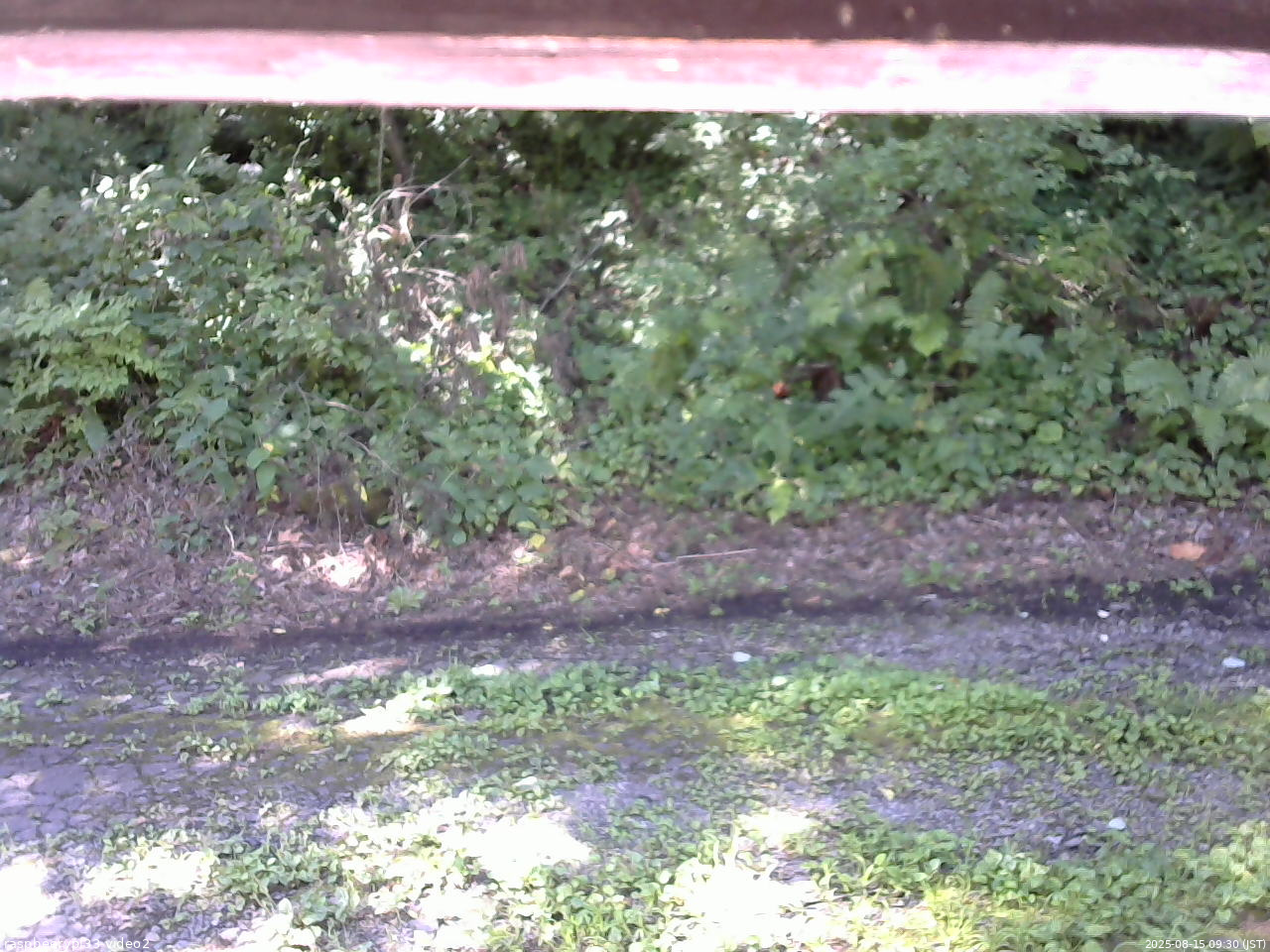 長野県菅平高原 ゆたか山荘 南側 2025/08/15 09:30