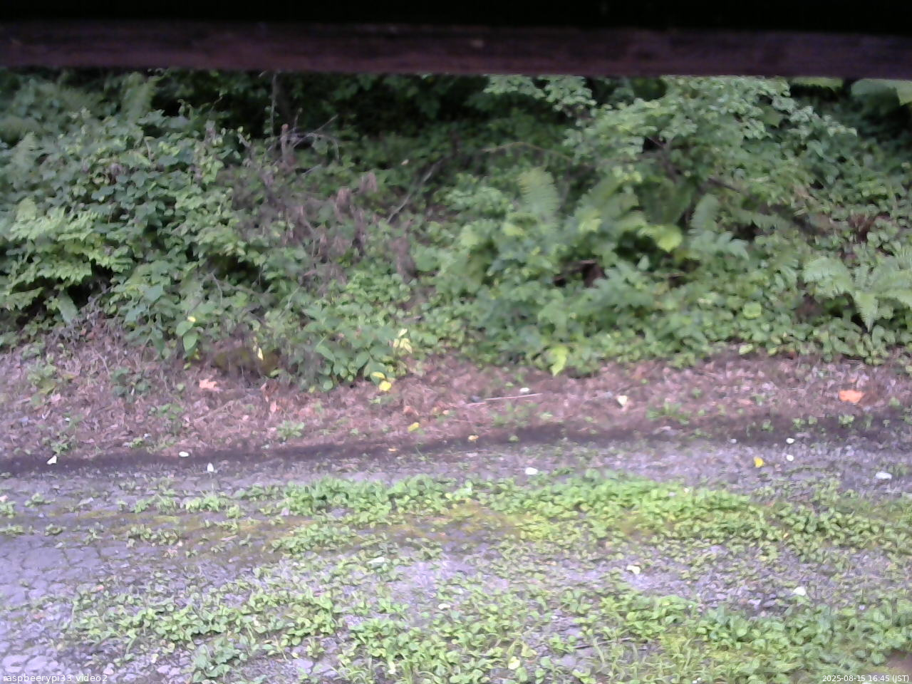 長野県菅平高原 ゆたか山荘 南側 2025/08/15 16:45