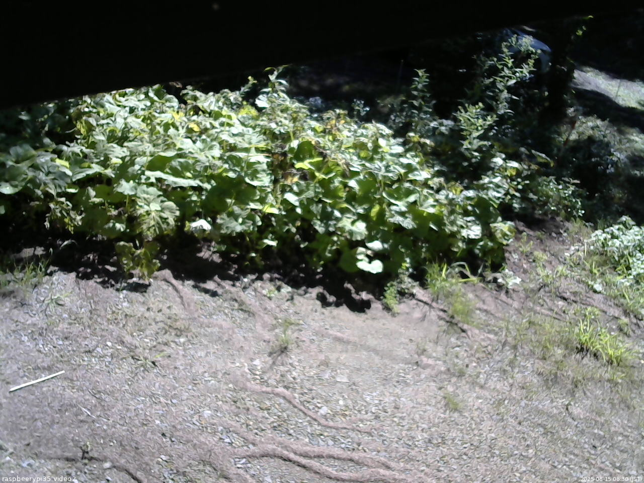 長野県菅平高原 ゆたか山荘 駐車場 2025/08/15 08:30