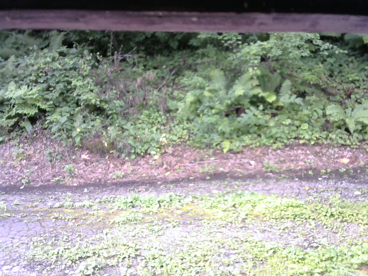 長野県菅平高原 ゆたか山荘 南側 2025/08/16 07:45
