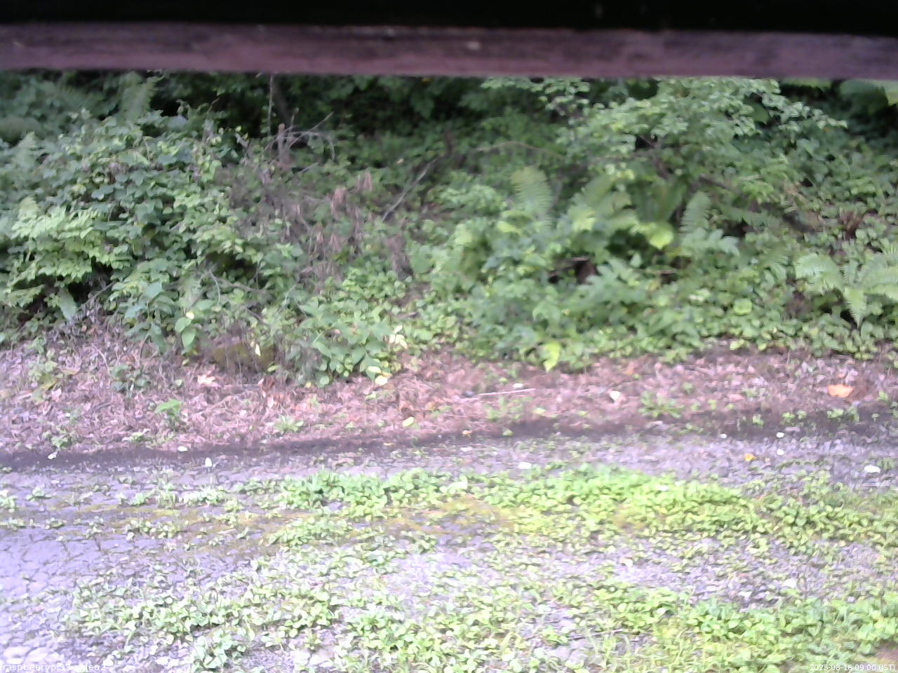 長野県菅平高原 ゆたか山荘 南側 2025/08/16 09:00